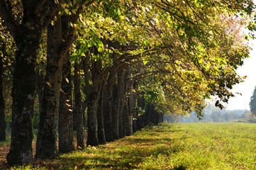 abstract evening autmn background