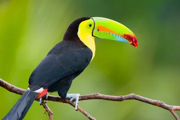 Foto op Plexiglas Keel Billed Toucan, uit Midden-Amerika. © buteo