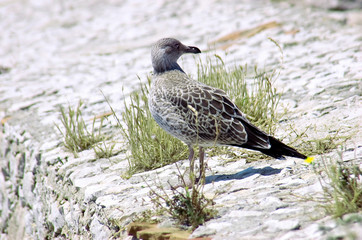 Eine junge Mantelmöwe ist auf einer Steinmauer