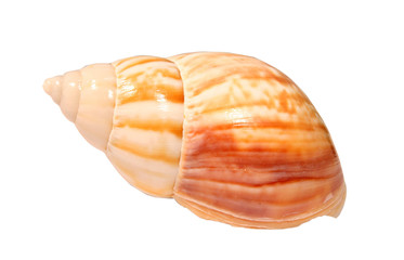 Sea shell
