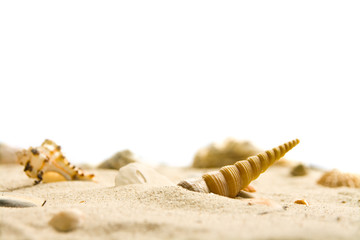 Muscheln am Strand © Inga Nielsen