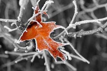 Herbstblatt