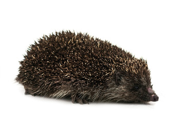 hedgehog