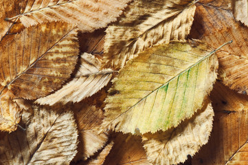 leaves