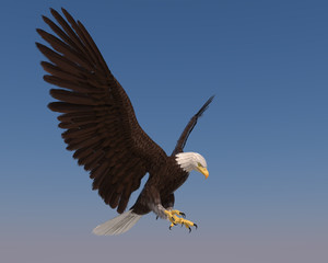 american bald eagle blue sky goes down