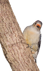 red-bellied woodpecker peaks around a tree truck