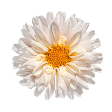 White Dahlia Flower with Yellow Center Isolated