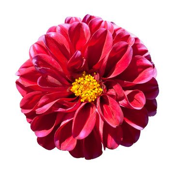 Red Dahlia Flower with Yellow Center Isolated
