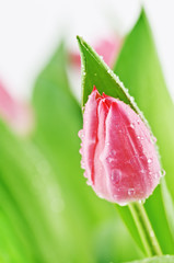 Naklejka premium tulip