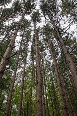 Tall trees background