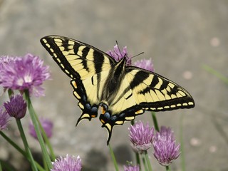 swallowtail butterfly