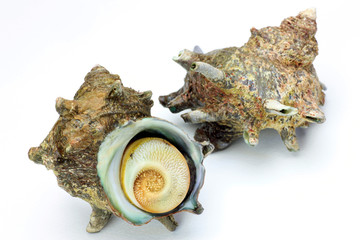 turban shell