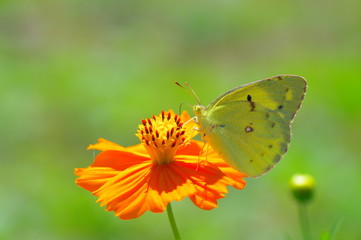 キバナコスモスとモンキチョウ