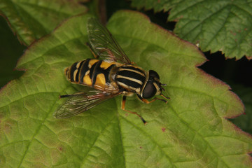 Sumpfschwebfliege (Helophilus trivittatus)