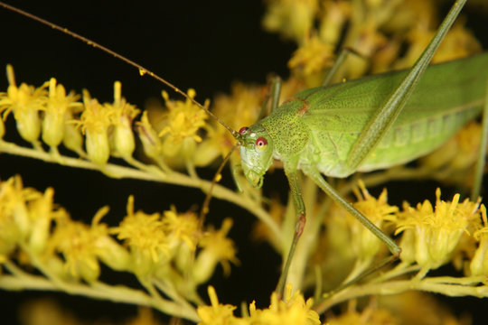 Gemeine Sichelschrecke (Phaneroptera falcata)