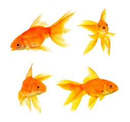 Fototapeta premium Goldfishes