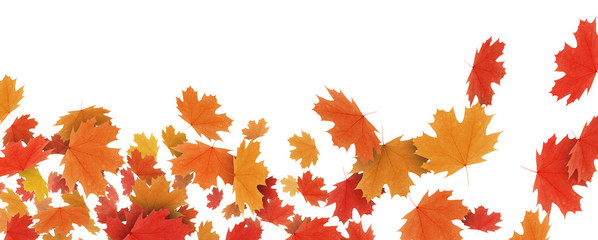 Fototapeta premium Feuilles d'automne 4