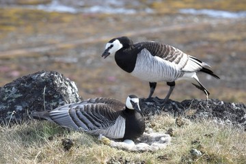 Barnacle gees (Spitsbergen, Arctic)