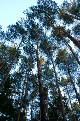 Pine forest