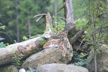 Luchs