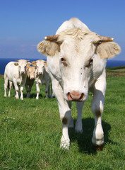 Fototapeta na wymiar Krowy (12)