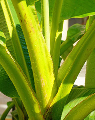 Fototapeta premium codeur de bananier