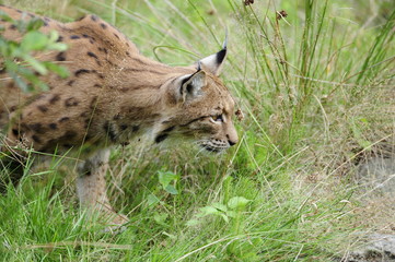 Luchs