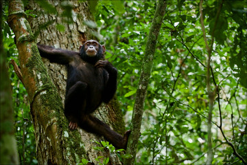 Chimpanzee on a tree.