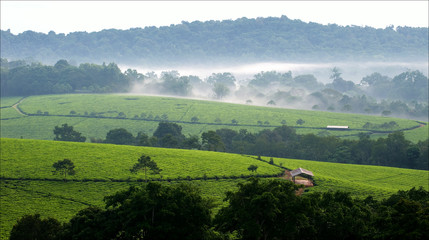 Bwindi tea plantations. 3