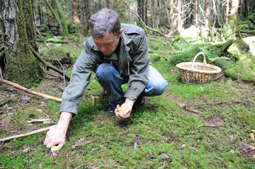 Picking of mushrooms 1