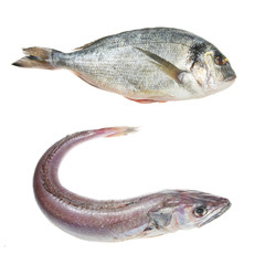 Hake and sea bream fish