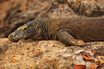 Closeup of Komodo Dragon Face and Side