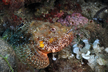 scorfano rosso mediterraneo scorpeana scrofa