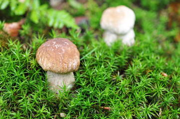 Herbst, Waldfrüchte