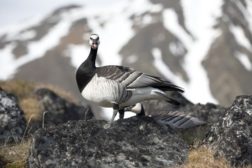 Barnacle gees (Spitsbergen, Arctic)