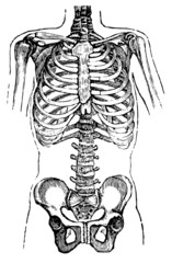 Chest and Pelvis