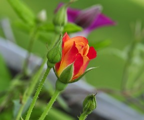 yellow and pink rose with buds