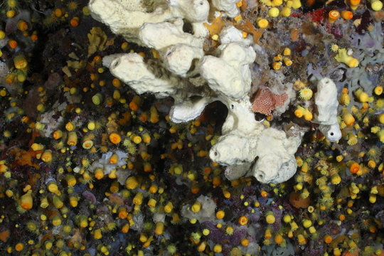 spugna tubolare verongia cavernicola