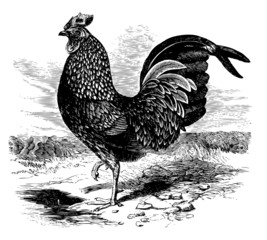Cock - 25721208