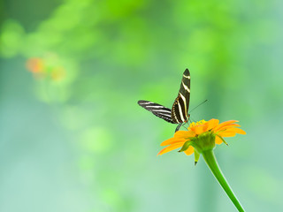 A zebra longwing butterfly perched on a brilliant orange flower - Powered by Adobe