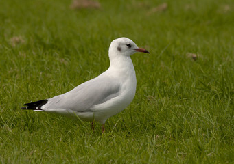 Black-headed gull
