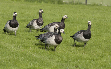 Barnacle goose