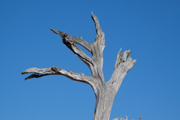 toter Ast blauer Himmel
