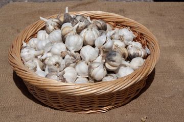 Korb mit frischen Knoblauch Zehen
