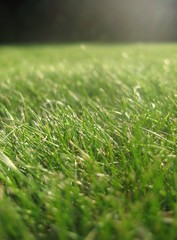 grass - the geen