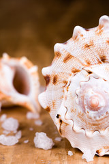 sea shells and salt