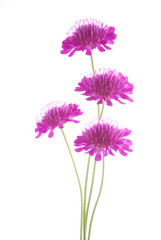 Obraz premium flowers against white background
