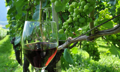 vin suisse