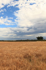 Harvest time (Scotland, UK)