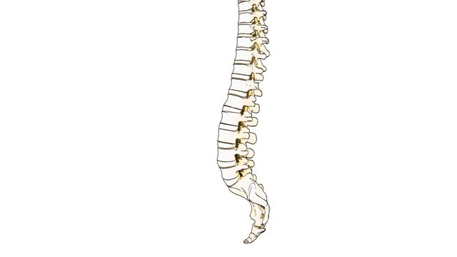 spine draw